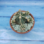 Astrophytum Myriostigma "Hakujo Fukuryu"  (Астрофитум)