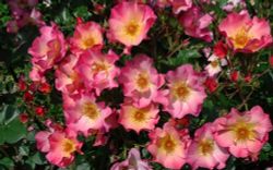 Ян Артюс Бертран (Звезда Востока) (Yann Arthus-Bertrand)