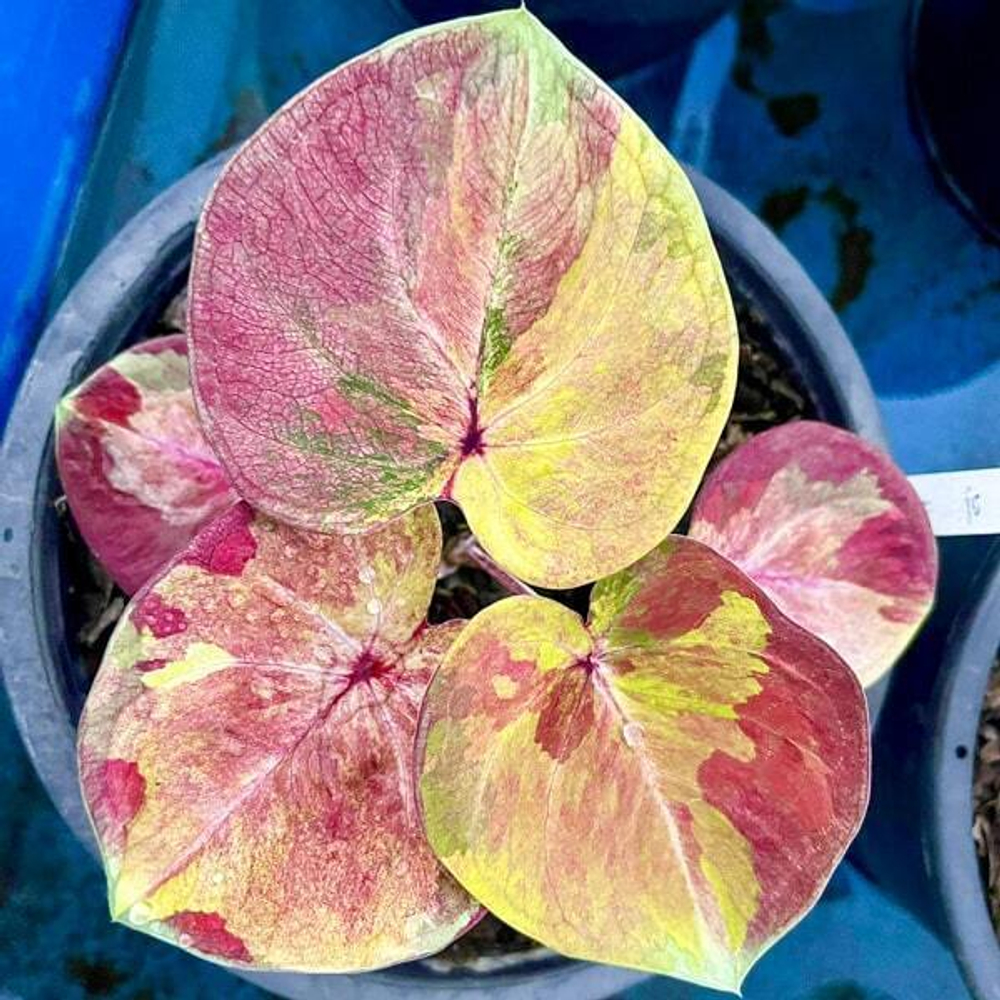 Каладиум THONG LANGPHRA