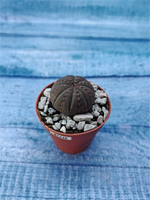 Суккулент Euphorbia Obesa (Эуфорбия)
