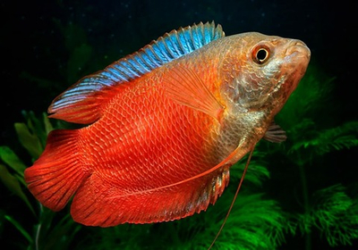 Лялиус Коралловый