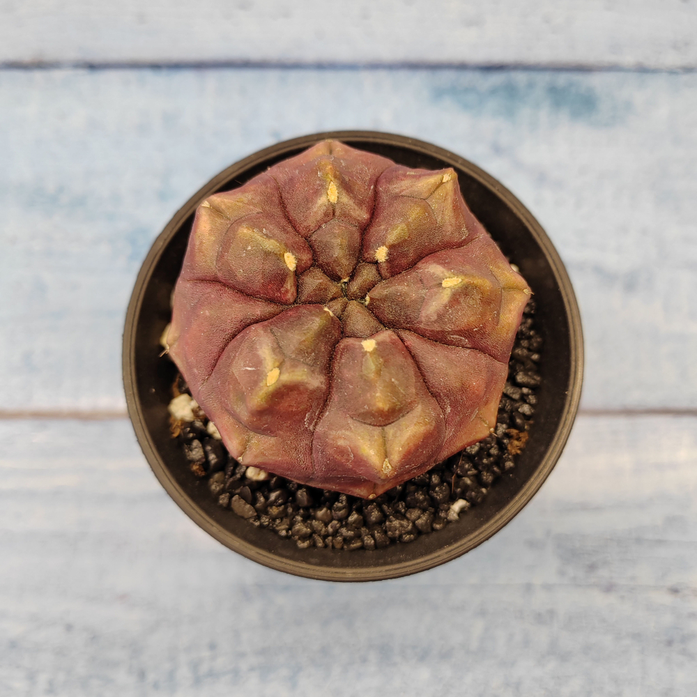 Gymnocalycium Daydream (Гимнокалициум)