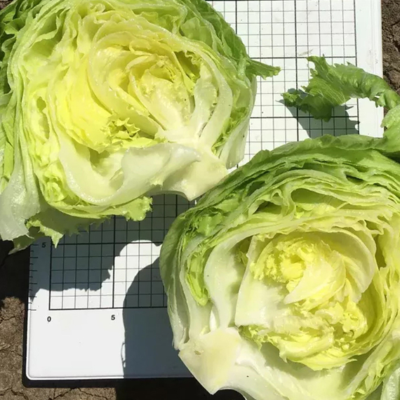 ЛИБЕРКИН семена салата Nunhems оисание – фото 5