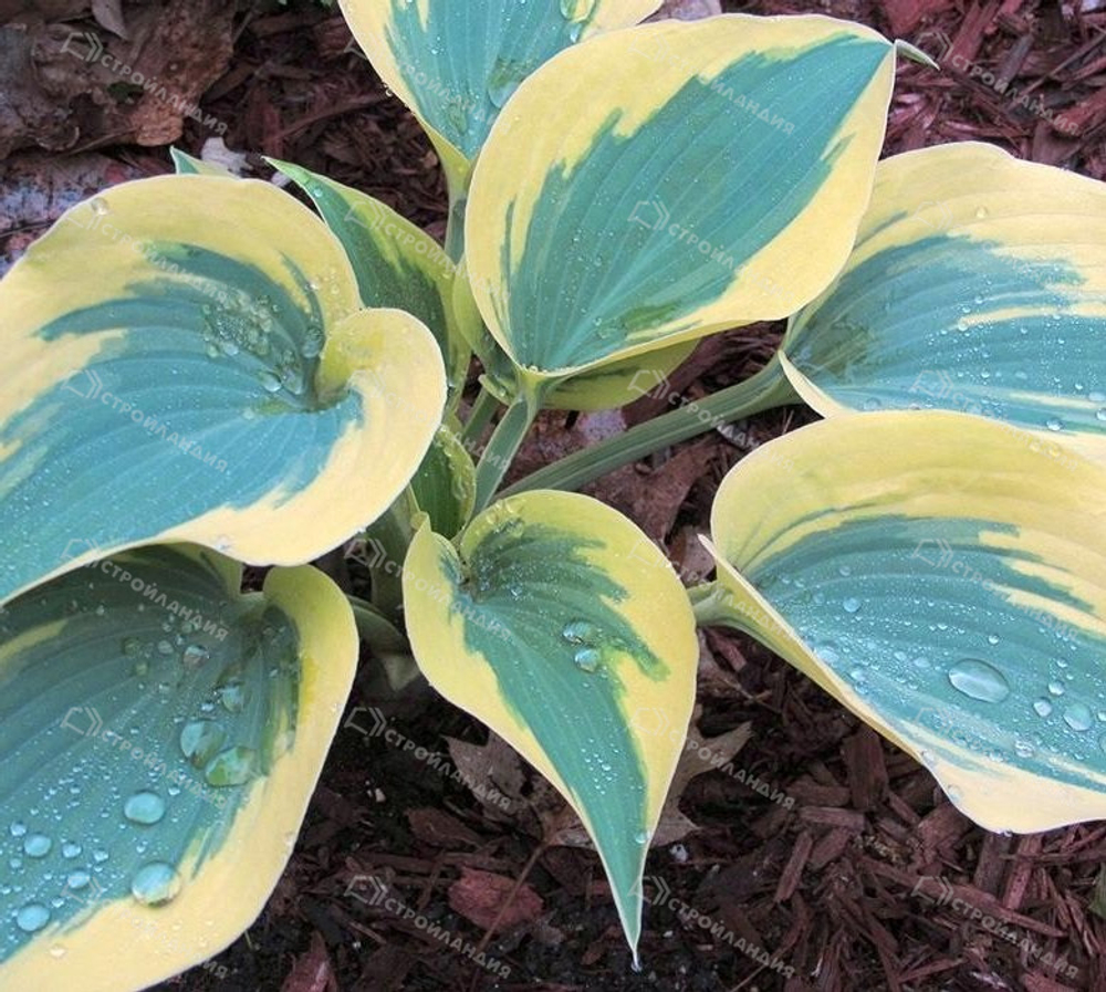 Хоста Фёст Фрост С2