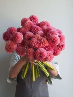 Георгин Linda's Baby (корень) Закупка М55 апрель 2026