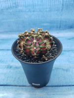 Gymnocalycium T-Rex Pink hybride (Гимнокалициум T-rex)