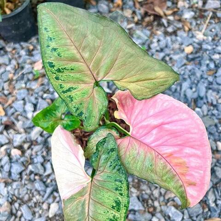 Сингониум CHRISTMAS VAR