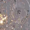 47300-0.3-10 CH светильник потолочный