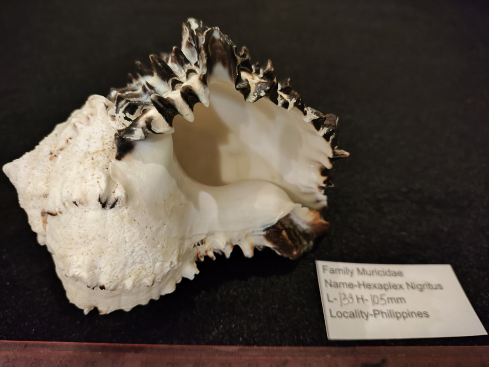 Мурекс Нигритус "110-155мм"