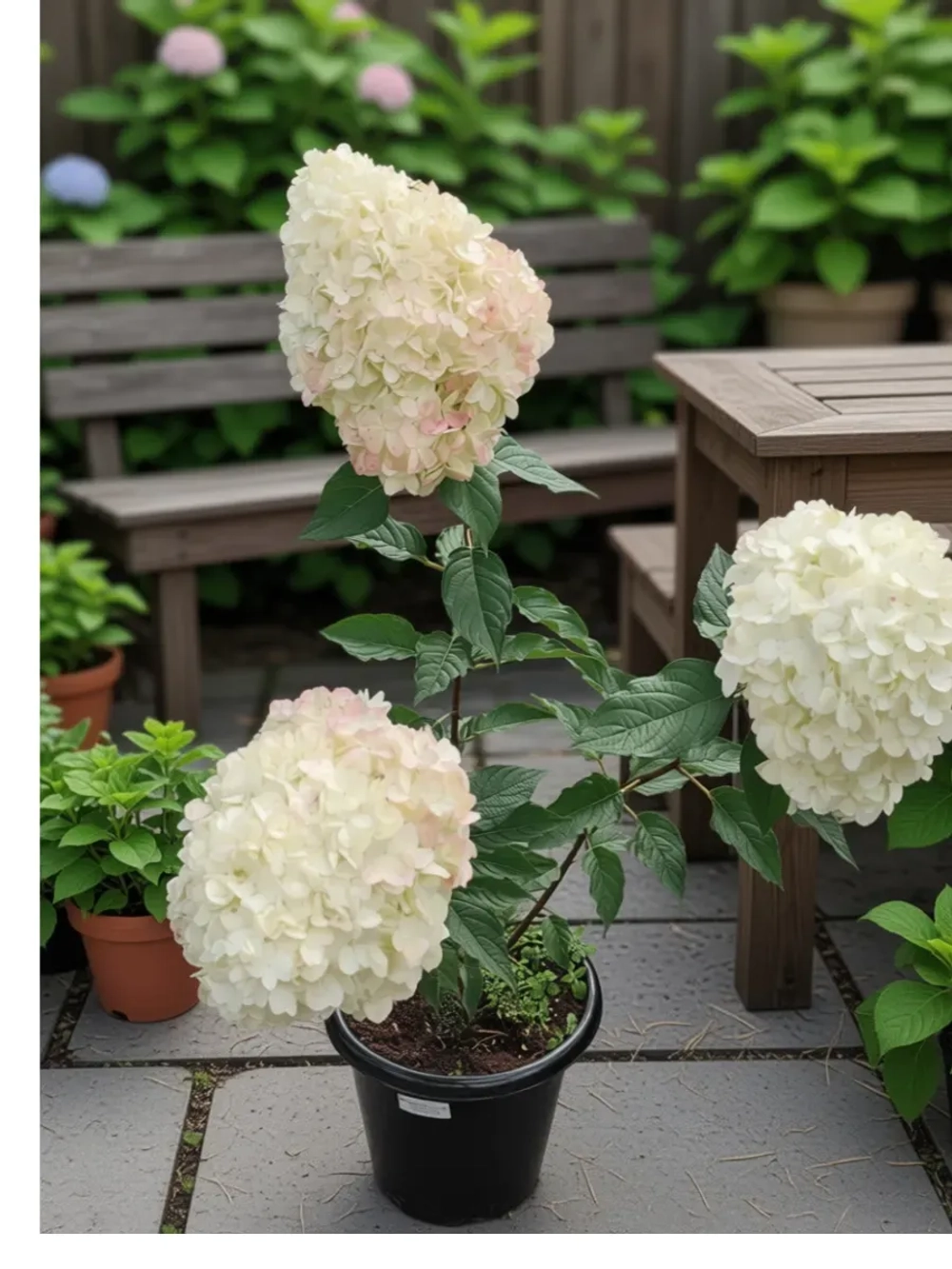 Гортензия метельчатая Пинк энд Роуз