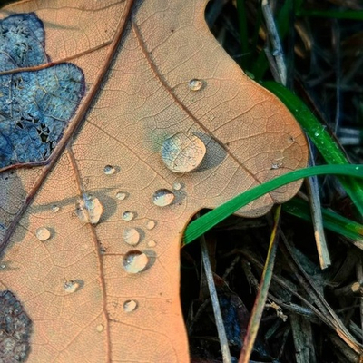 Отдушка Oak & Leather (Дуб и Кожа)