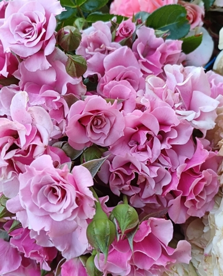 Santa Barbara Санта-Барбара