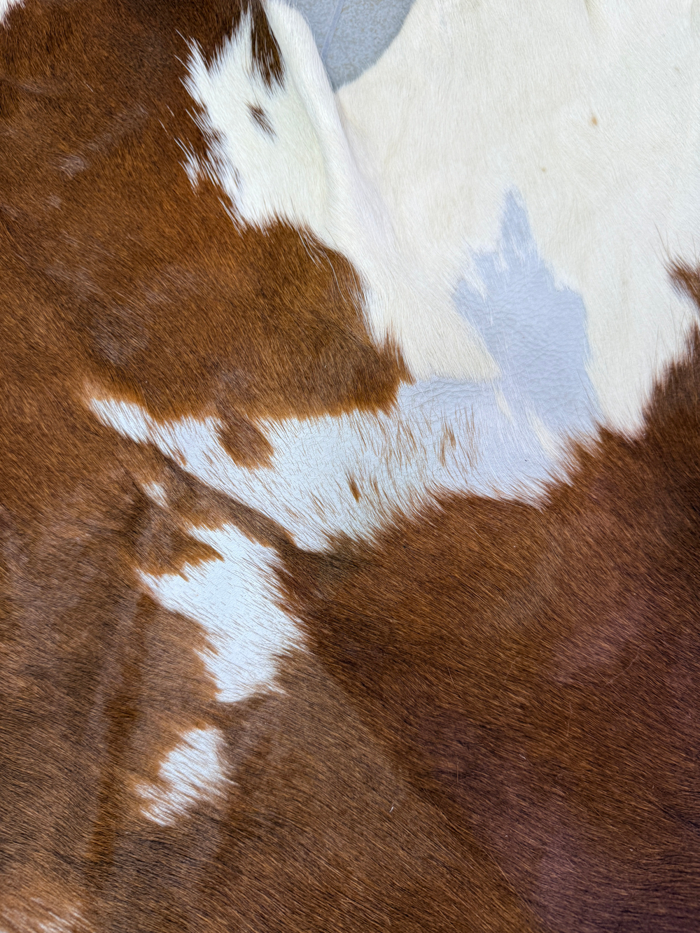 Коровья шкура на пол натуральная. 200 х 190 см