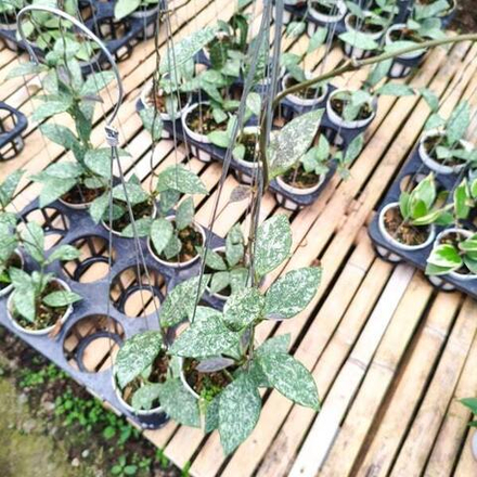 Хойя RUNDUMENSIS HIGH SPLASH