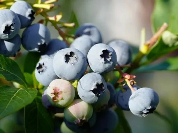 Голубика садовая "ХАННА ЧОЙС"