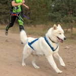 шлейка для ездового спорта лапки синяя