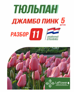 Тюльпан Луковица, Джамбо Пинк, 5шт