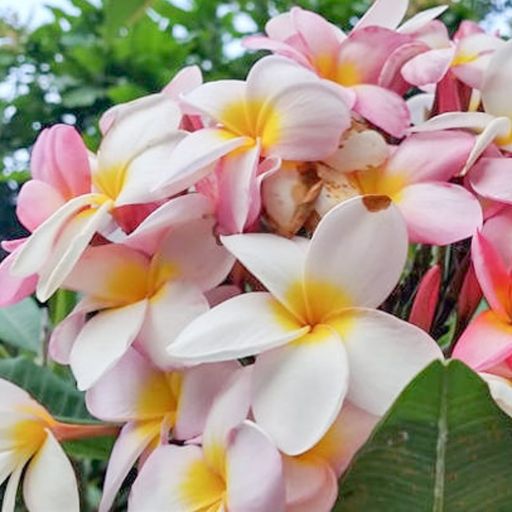 Плюмерия BUA CHOMPHU