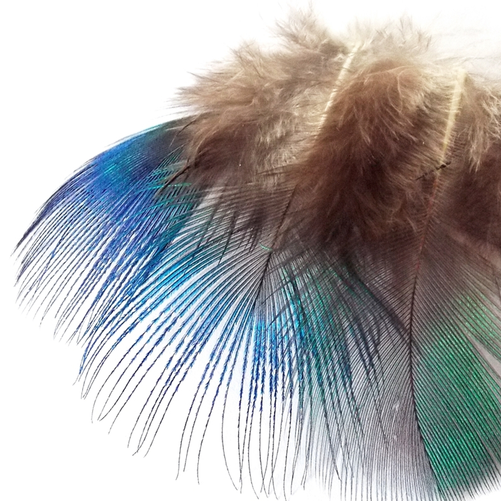 Голубые шейные перья павлина Peacock blue neck Natural (10 шт)