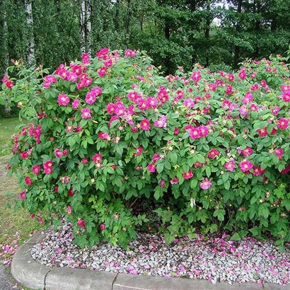 Роза Морщинистая Рубра