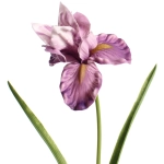 Цветок искусственный «Natur» 60см Ирис сиреневый