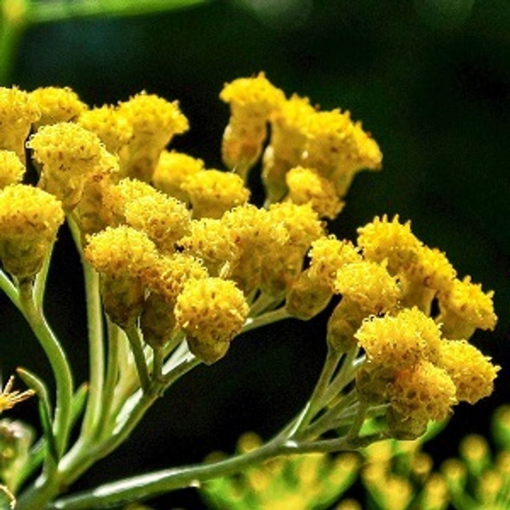 БЕССМЕРТНИК АБСОЛЮТ ЭКСТРА (HELICHRYSUM ABSOLUTE EXTRA Payan Bertrand)