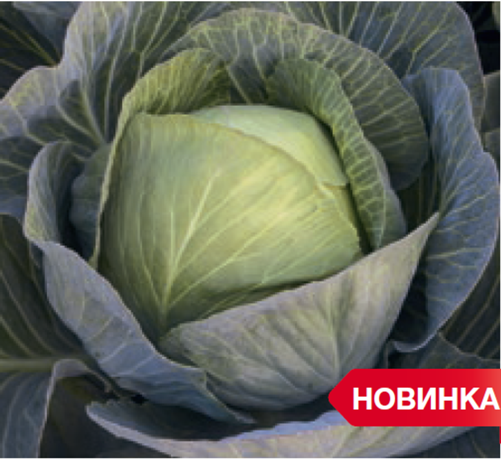 Зиелонор F1 семена капусты белокочанной (Syngenta / Сингента)