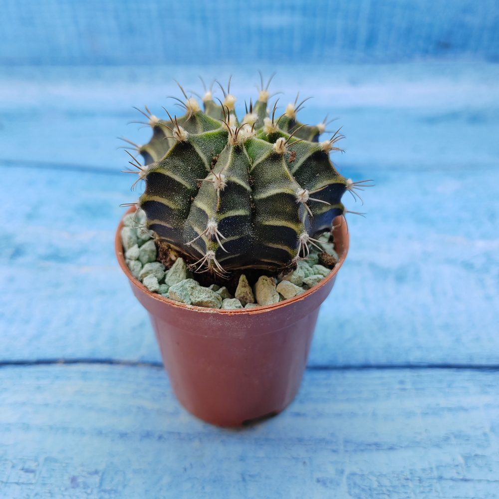 Gymnocalycium Friedrichii (Гимнокалициум)