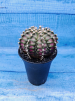 Gymnocalycium T-Rex Pink hybride (Гимнокалициум T-rex)