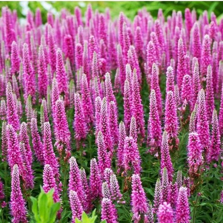 Вероника Хайдекинд С2