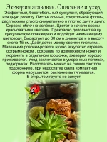 Эхеверия агавовая суккулент