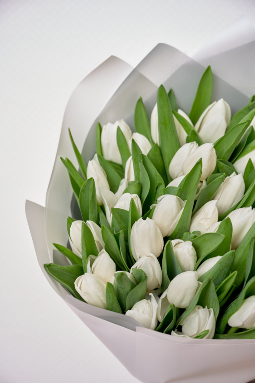 Большой букет белых тюльпанов 51шт (160)
