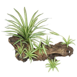 Хлорофитум 40-70 см