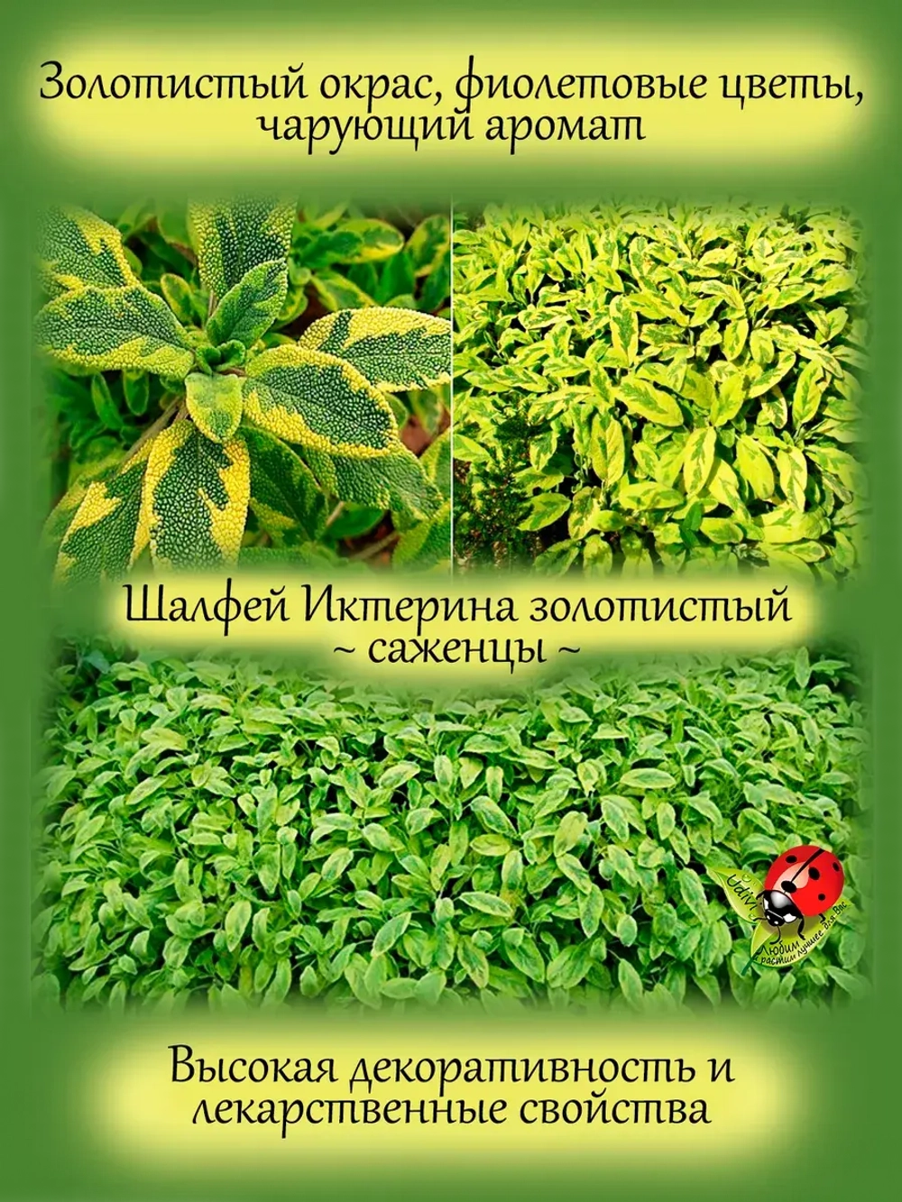 Шалфей Иктерина вариегатный золотой