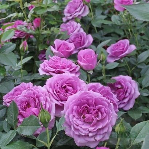 Роза Лавандер фловер циркус штамб 130-140 см Закупка М21 весна 2026