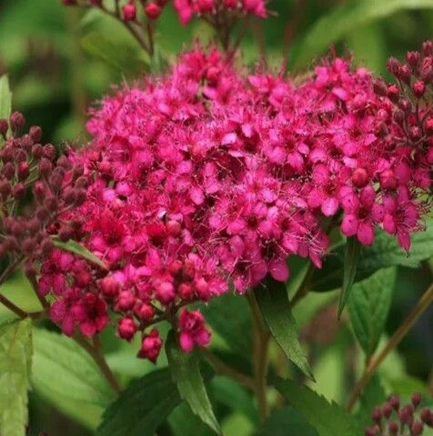 Спирея Неон Флеш