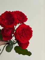 Пионовидная кустовая роза в красном оттенке