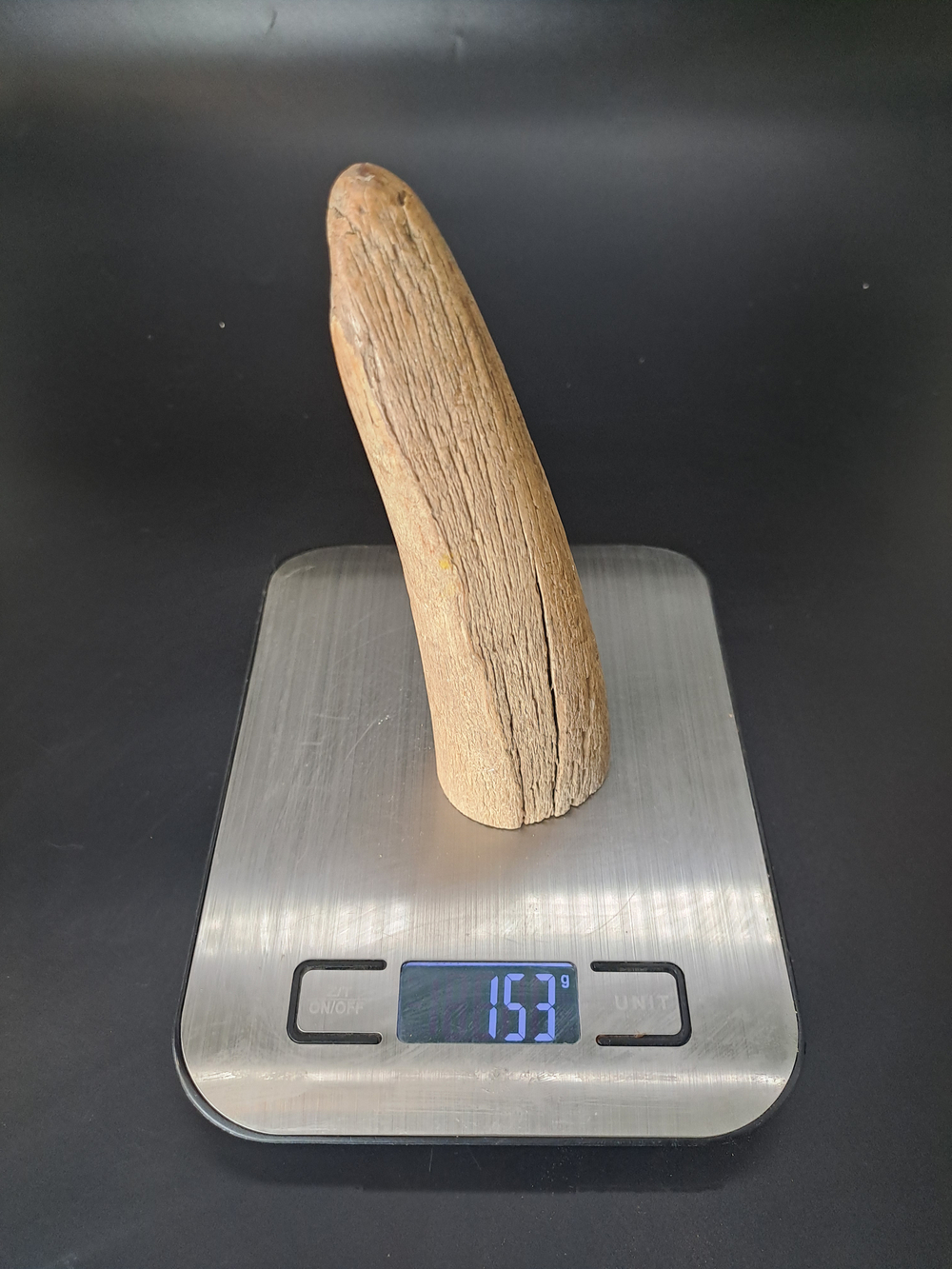 Бивень мамонта для коллекции