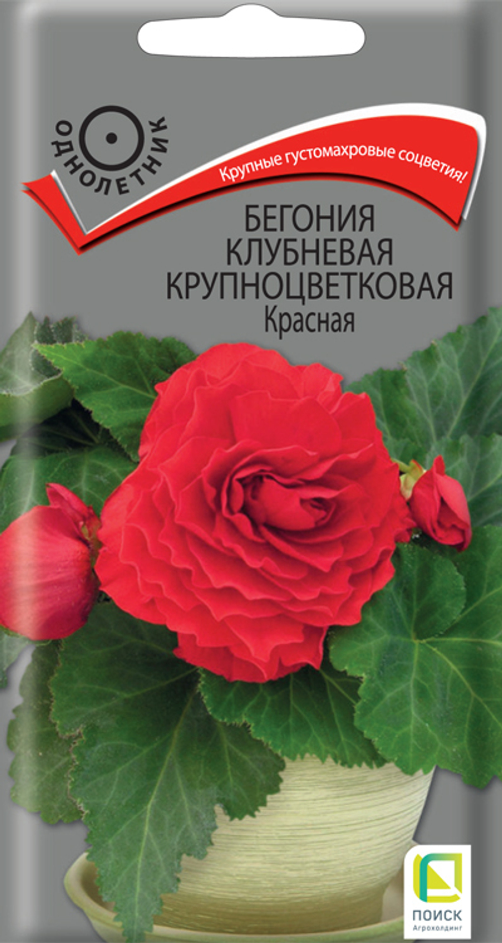 Бегония клубневая крупноцветковая Красная