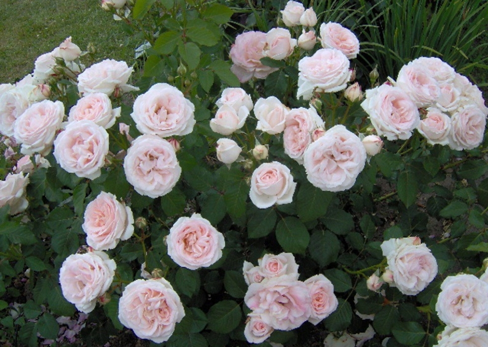 Роза Клер Роуз (Английская)