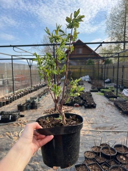 Жимолость Морена