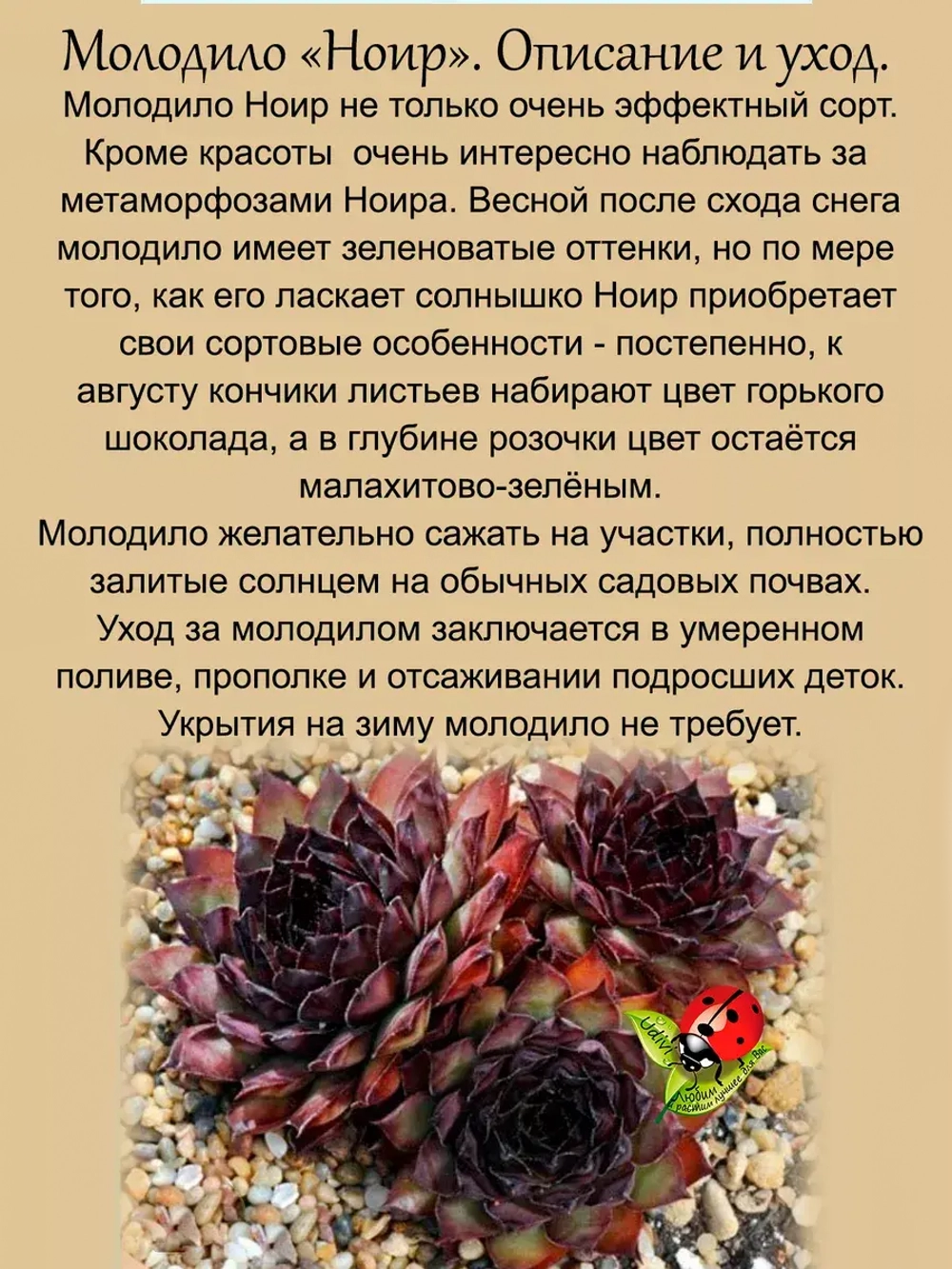 Молодило Ноир шоколадно-малахитовое 2