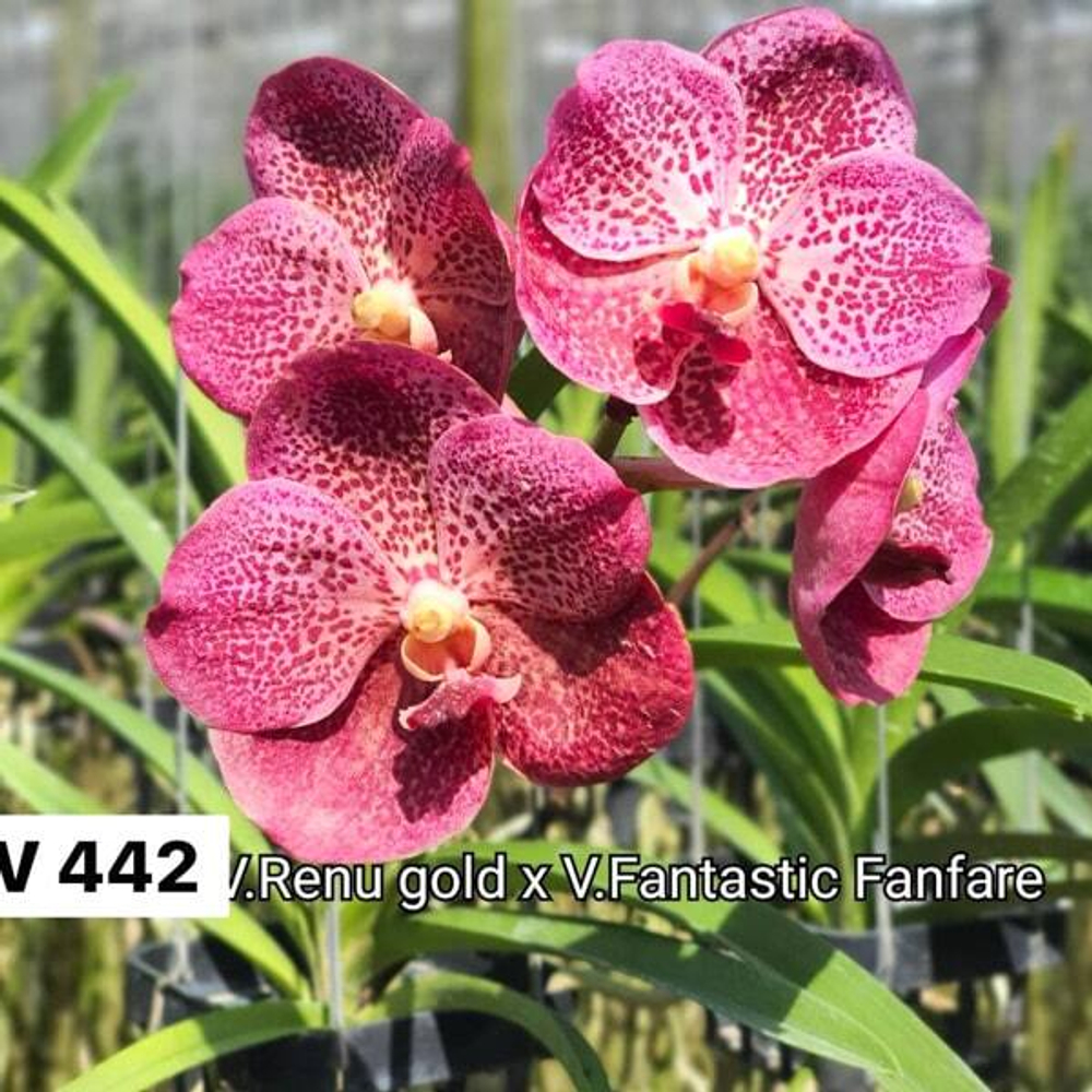 Ванда V RENU GOLD X V FANTASTIC FANFARE #442