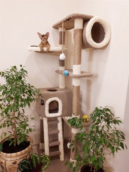 Дом для кота С-12