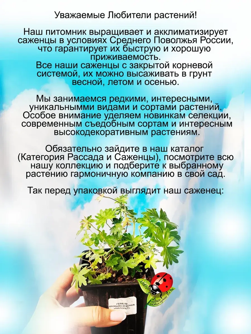 Герань Визион Виолет многолетняя