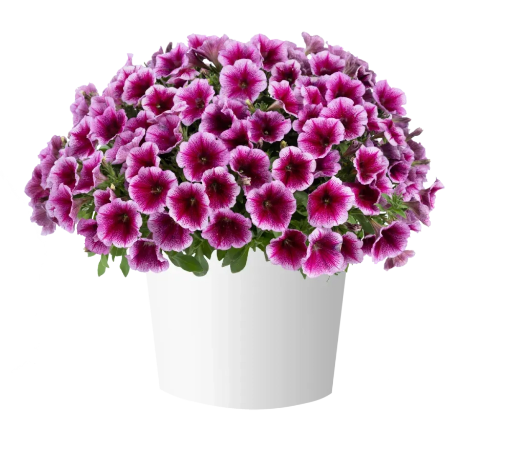 Петуния Capella Fuchsia Lace