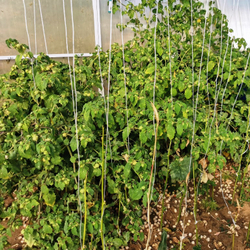 Физалис Ягодный Падающие Вишни Тёти Молли - Aunt Molly's Ground Cherry