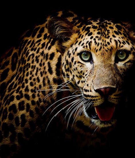 Leopard, диффузор Africa collection, Ladenac Milano