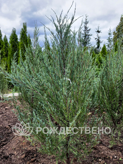 Можжевельник скальный СКАЙРОКЕТ