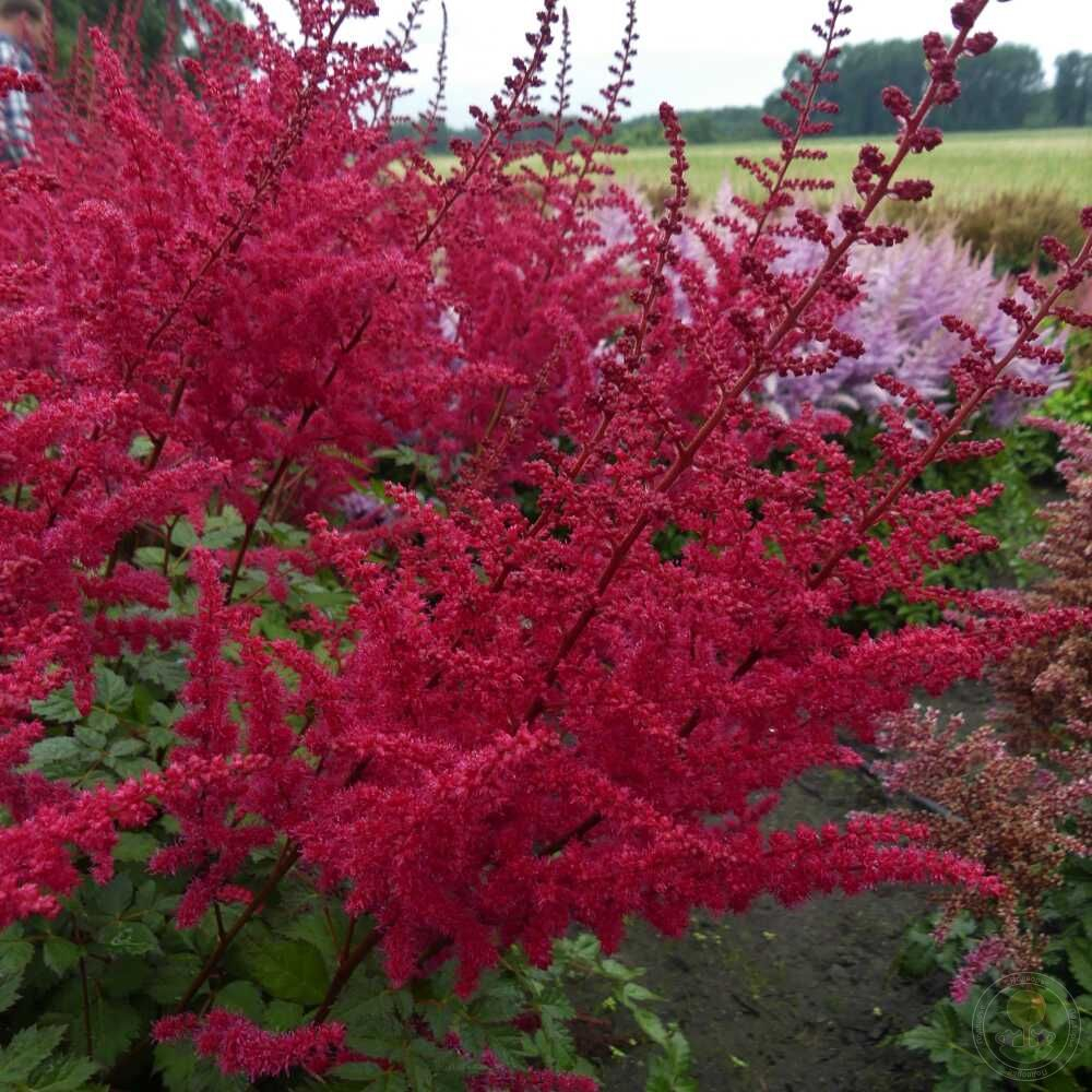 Астильба китайская Ред Скайскрепер С2